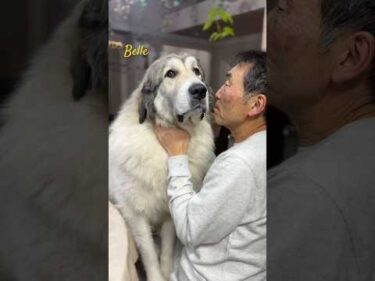 Belle ベル #greatpyrenees #todaysrunrun #グレートピレニーズ #今日のルンルン