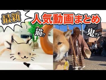 【神回】人気動画まとめ10連発🔥｜PECO
