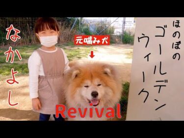 【リバイバル】元噛む秋田犬 大吉と４歳少女 心優ちゃんのほのぼのゴールデンウィーク
