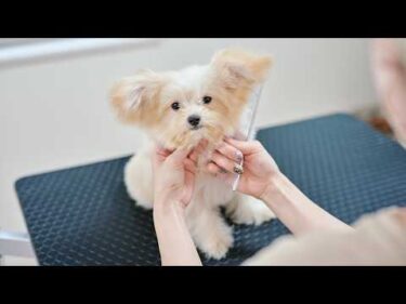 初めてのトリミング、眠すぎて耐えられないチワプーの子犬