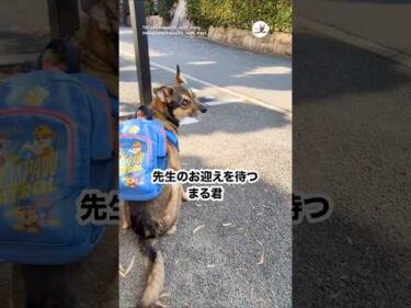 ドッグスクールの先生が迎えに来て大喜びのワンコ｜PECO