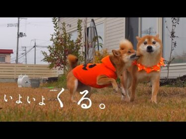 柴犬よ、大雪に備えよ。