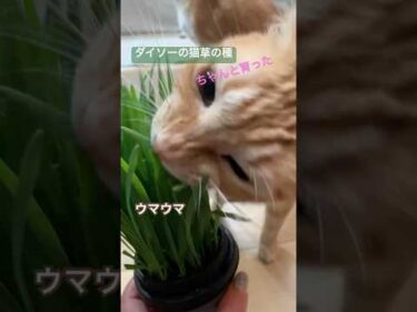 猫草ムシャムシャ。教えてないのに好きなのナゼ。#茶トラ猫