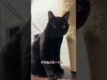 エリカラ取れたむーくん。#黒猫