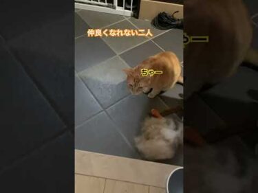 ちゃことむーくんは仲がよくない　#茶トラ猫 #黒猫