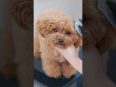だんだん眠くなってきて沈んでしまうトイプードル😴 #トリミング #子犬 #asmr #puppy  #犬のいる暮らし