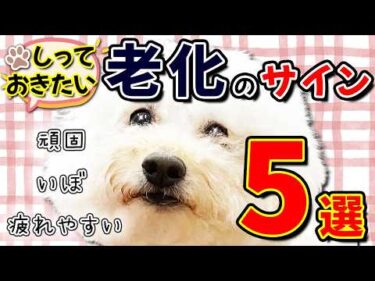 シニア犬の老化サイン5つと、元気で長生きしてもらうコツ