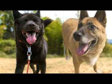 【シン】ややこしい人達結成計画！家族親戚を噛んでしまった甲斐犬＋シェパードMIXの場合