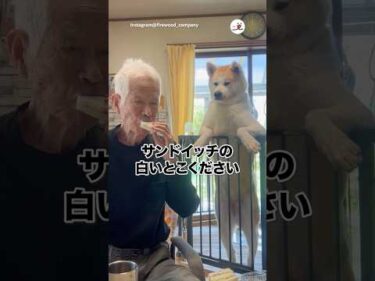 狙う秋田犬｜PECO