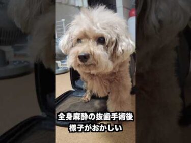 抜歯手術を行った愛犬の様子がおかしかったけど…