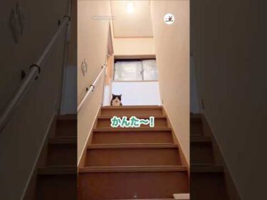 おはよう！って聞こえる🐱｜PECO