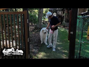 もはや恒例！出発直前はやっぱり行かないふりをするアランとベルです　Great Pyrenees　グレートピレニーズ