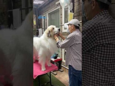 Alain アラン #greatpyrenees #todaysrunrun #グレートピレニーズ #今日のルンルン