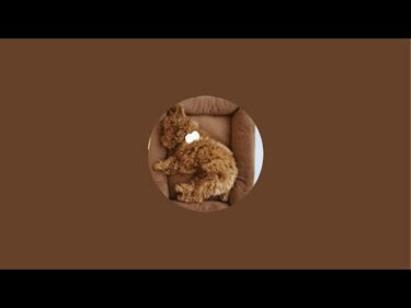 【※無音です】気まぐれお昼寝LIVE