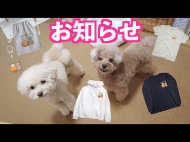 可愛いコタ三桜新グッズが完成したのでお知らせします♪【トイプードル】