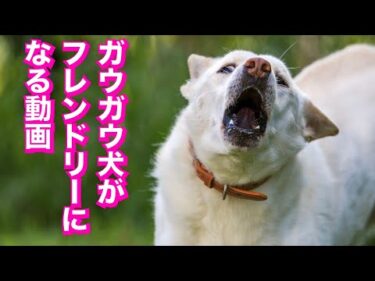 【有料級】ケンカする犬・犬と馴染めない・喧嘩後の飼い主仲裁方法
