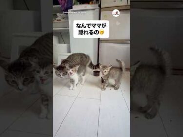 子猫に守ってもらう母猫｜PECO