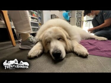 筋肉や関節の状態が良くてどんぐり先生に褒められたアランです　Great Pyrenees　グレートピレニーズ