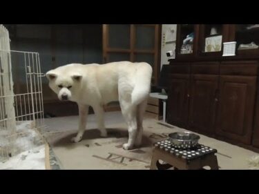 【秋田犬ゆうき】食欲の秋と言うだけあって煮干しとおやつとフードのフルコースをきれいに平らげる【akita dog】