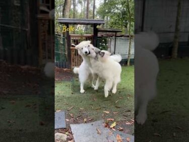 Belle ベル Lily リリー #greatpyrenees #todaysrunrun #グレートピレニーズ #今日のルンルン