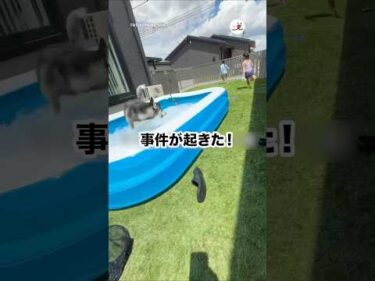 楽しいプールのはずが…｜PECO