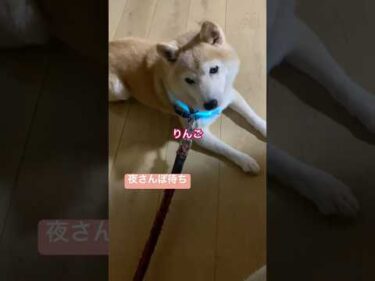 夜サンポは光る首輪をつけてご安全に。猫は留守番。