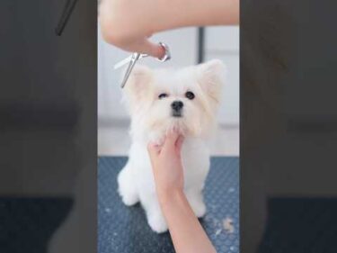 違う小動物に見えるかも？ピョコピョコしちゃう大きな立ち耳が可愛いヘアカット！#shorts  #子犬 #トリミング #asmr #ヘアカット