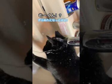水遊びでズブ濡れになる猫むーくん。#くろねこ #黒猫