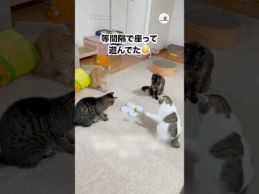 遊び方が高貴すぎる｜PECO