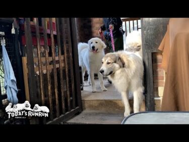 アランがなかなか出発しないので…ソワソワ待っているベルとリリーです　Great Pyrenees　グレートピレニーズ