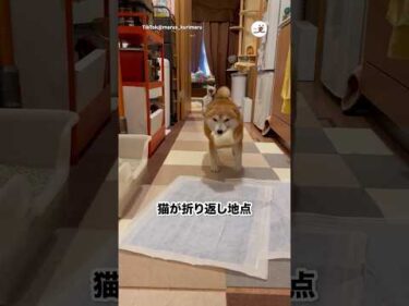 折り返し地点は猫｜PECO