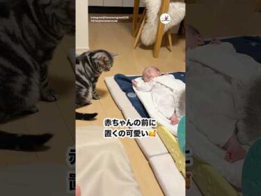 赤ちゃんにフタを投げてほしくて…｜PECO