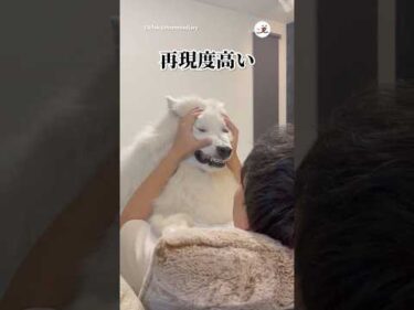 神に近い犬｜PECO