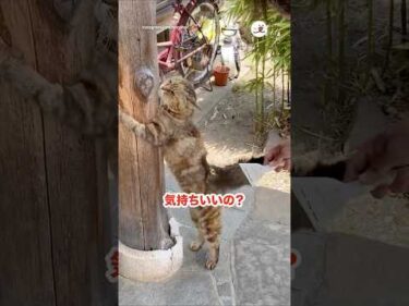🐱「これ！これ〜！！！」｜PECO