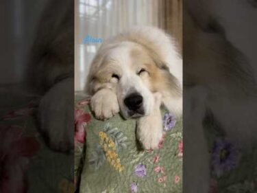 Alain アラン #greatpyrenees #todaysrunrun #グレートピレニーズ #今日のルンルン
