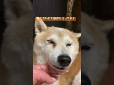 犬の義眼。パッと見は普通。失明眼も同じような色になっちゃってます。#柴犬 #shibainu