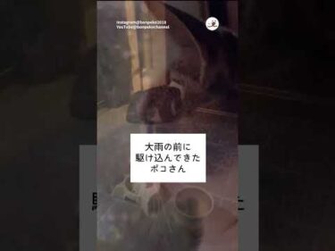 今までは打たれていた雨｜PECO