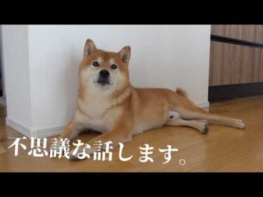 ペットロスで苦しんだ末に辿り着いた一つの考え。