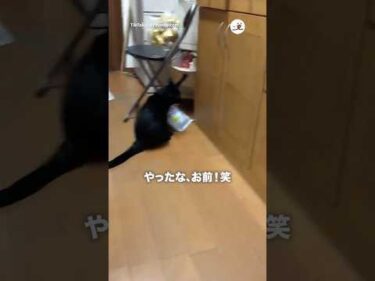 ちゃんと会話してる主と猫｜PECO