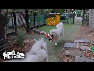 散歩出発前の早朝から元気が溢れ出ているリリーです　Great Pyrenees　グレートピレニーズ