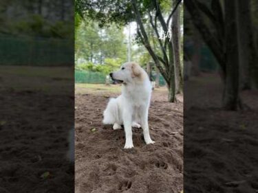 Lily リリー #greatpyrenees #todaysrunrun #グレートピレニーズ #今日のルンルン