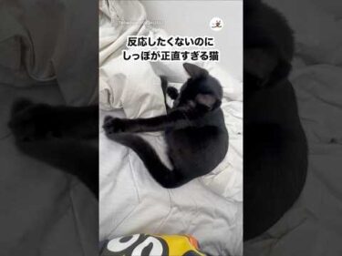 しっぽは正直だね☺️｜PECO
