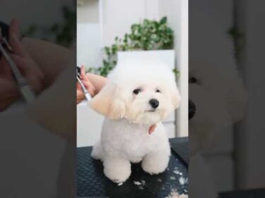 可愛すぎる２頭身マルプー！トリミングで白熊ちゃんに大変身#shorts  #子犬 #トリミング #asmr #ヘアカット