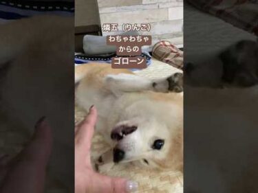 柴犬りんご　わちゃわちゃ遊び。 #shibainu #柴犬