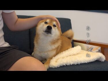 柴犬と猫との日常で、不思議なことが次々と起こり始めてます。