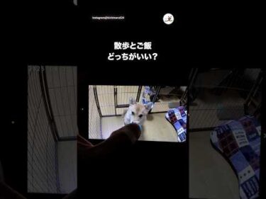 留守番する愛犬と話してたら…｜PECO