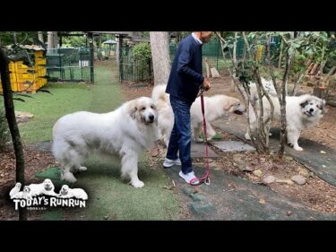 シャンプーはベルの番だけど一緒に行きたいアランとリリーです　Great Pyrenees　グレートピレニーズ