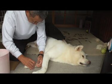 【秋田犬ゆうき】膝が痛い飼い主が無理な体制で爪切りを始めてしまい腰がつりそうになる【akita dog】