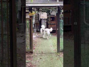 Belle ベルLily リリー  #greatpyrenees #todaysrunrun #グレートピレニーズ #今日のルンルン