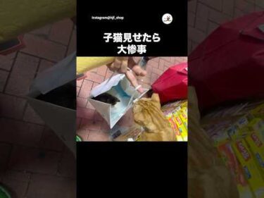 見なきゃよかった…｜PECO